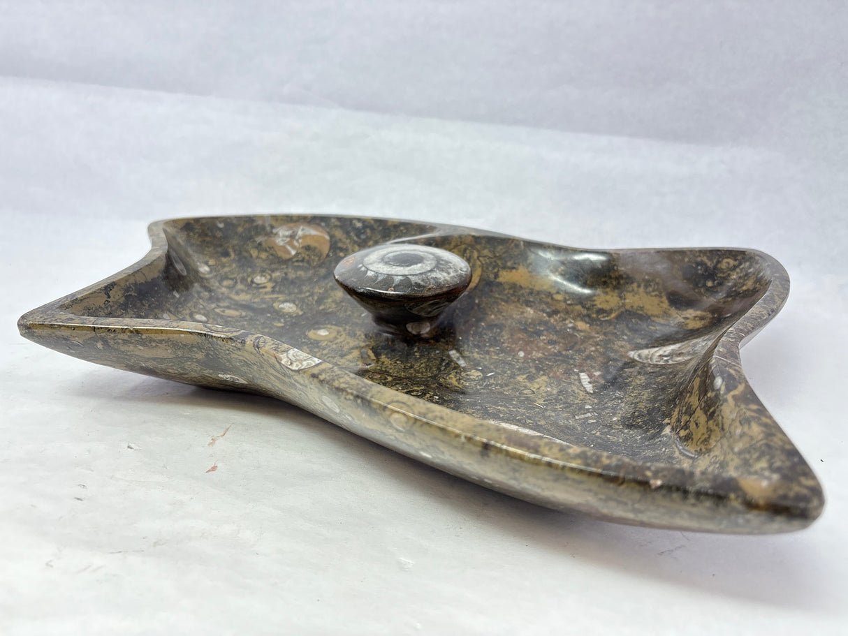Ammonite & Orthoceras Fossil Bowl in Brown Seabed with Ammonite Feature