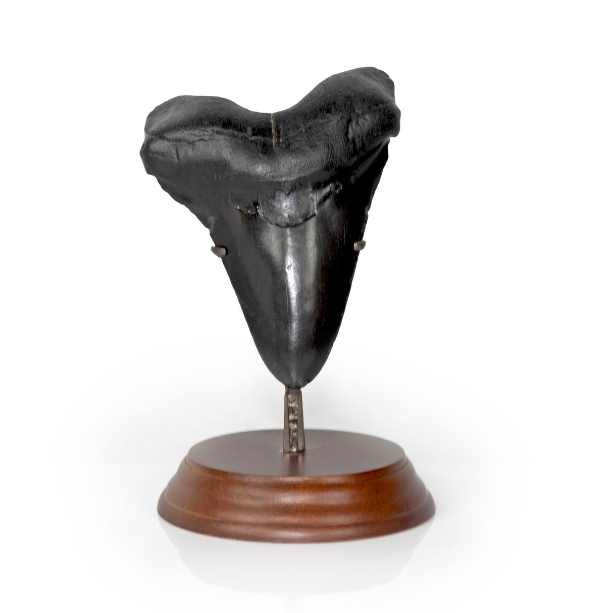 Megalodon Shark Tooth A+ Medium in Stand Fossil from South Carolina
