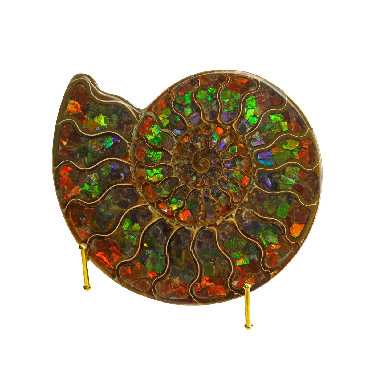 Ammonite Fossil Half Inlaid with Ammolite Gemstone
