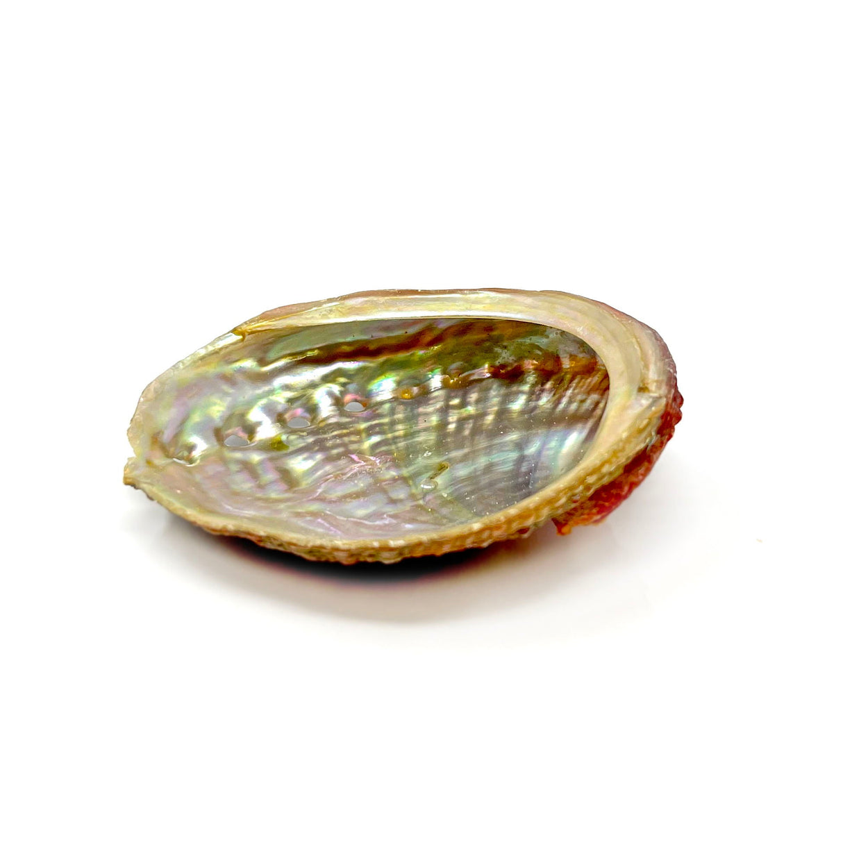 Red Lip Abalone Shell (Sold in Singles)