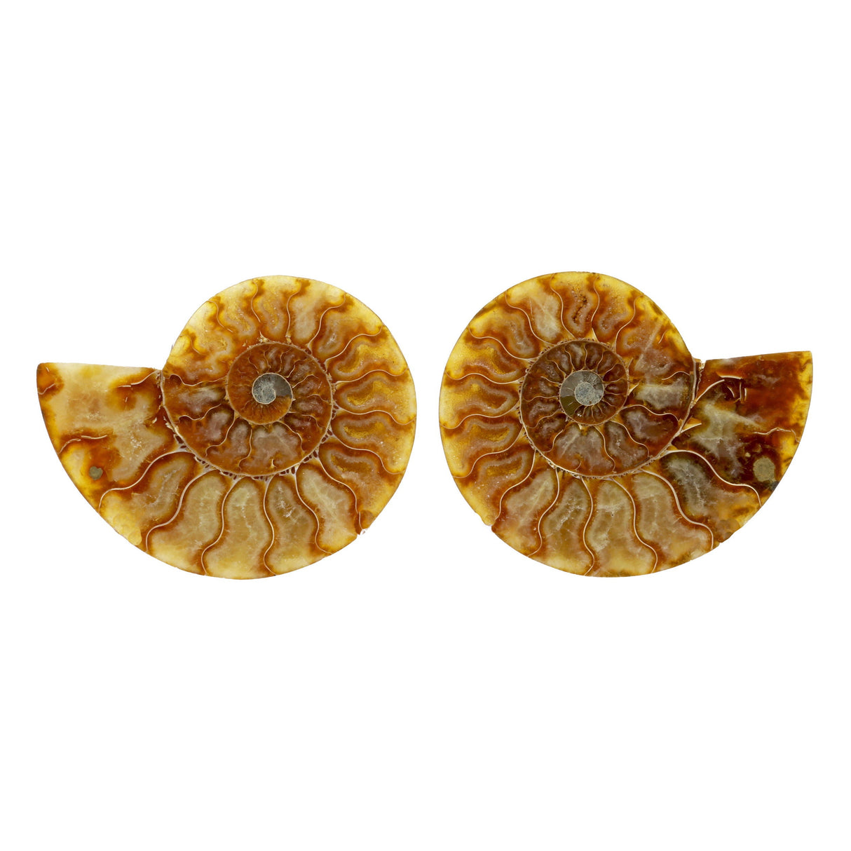 Ammonite Fossil Pair in Lucite Stands - Sutured Back with Light Colored Calcite