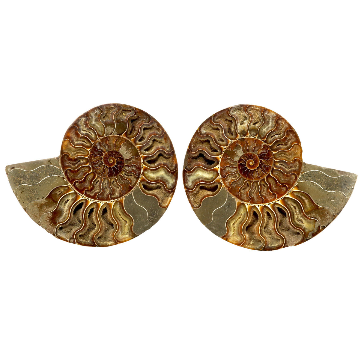 Ammonite Fossil Pair in Lucite Stands