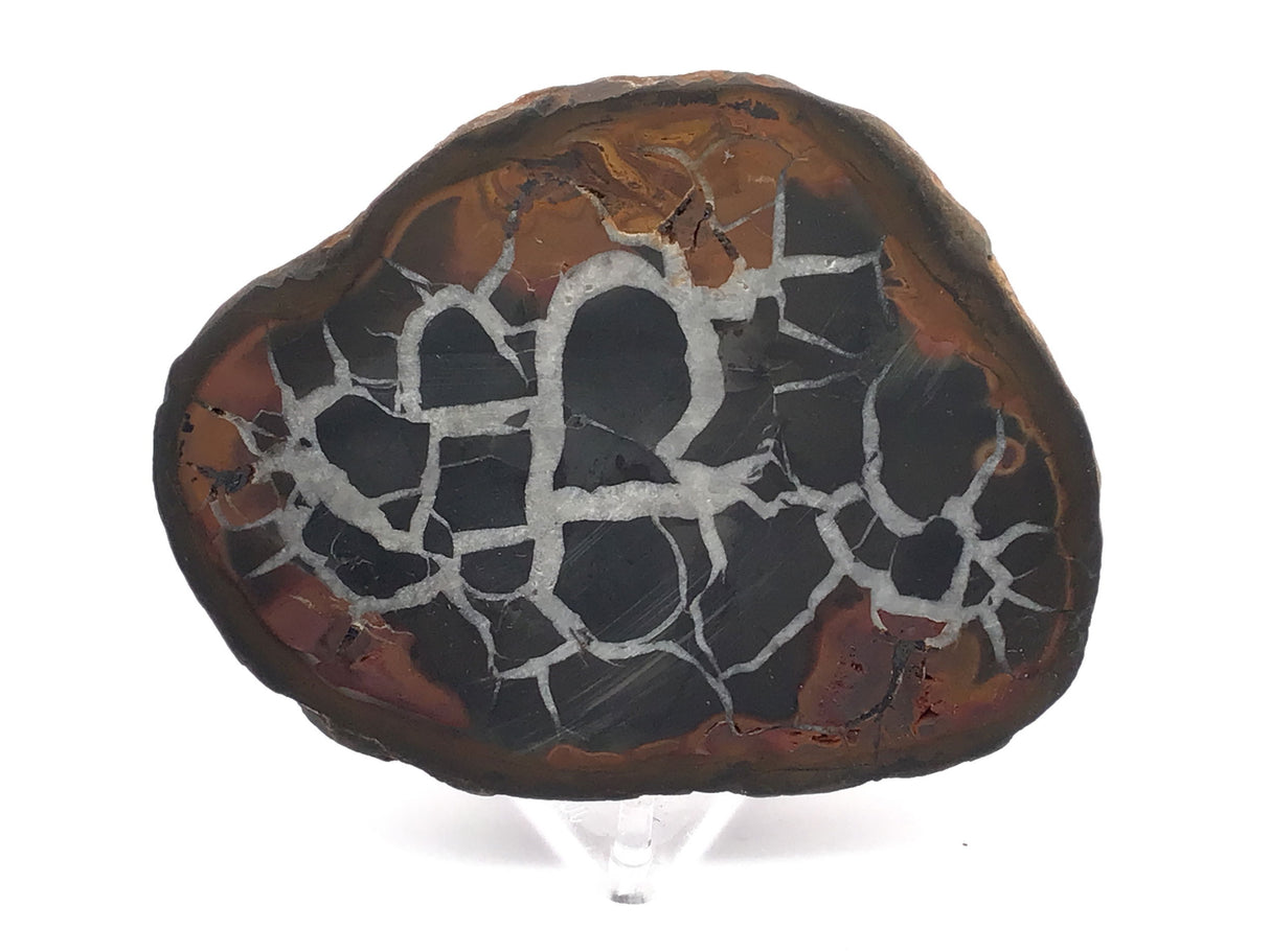 Septarian Nodule Slice on Lucite Stand