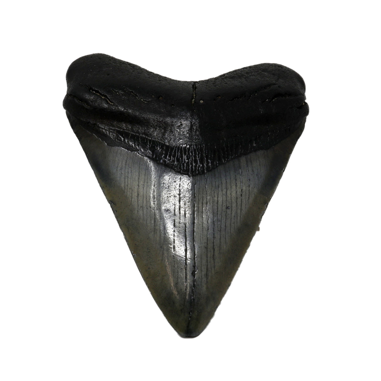 Megalodon Shark Tooth A+ (Medium) from South Carolina