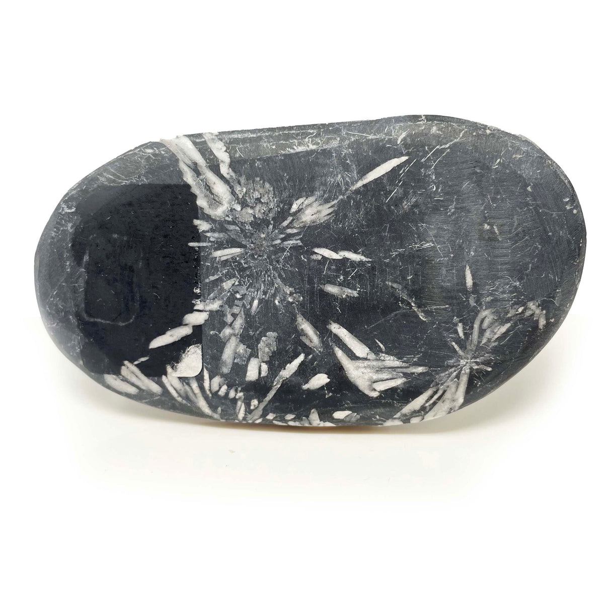 Chrysanthemum Palm Stone - Large