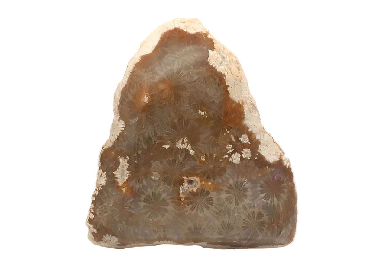 Fossilized Coral Freeform End Cut with Contour Polish