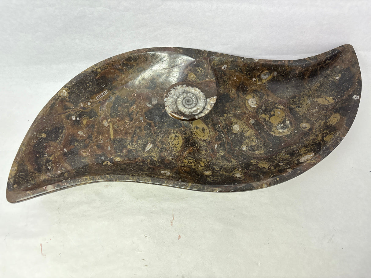 S-Shaped Ammonite & Orthoceras Fossil Bowl in Brown Seabed with Ammonite Feature