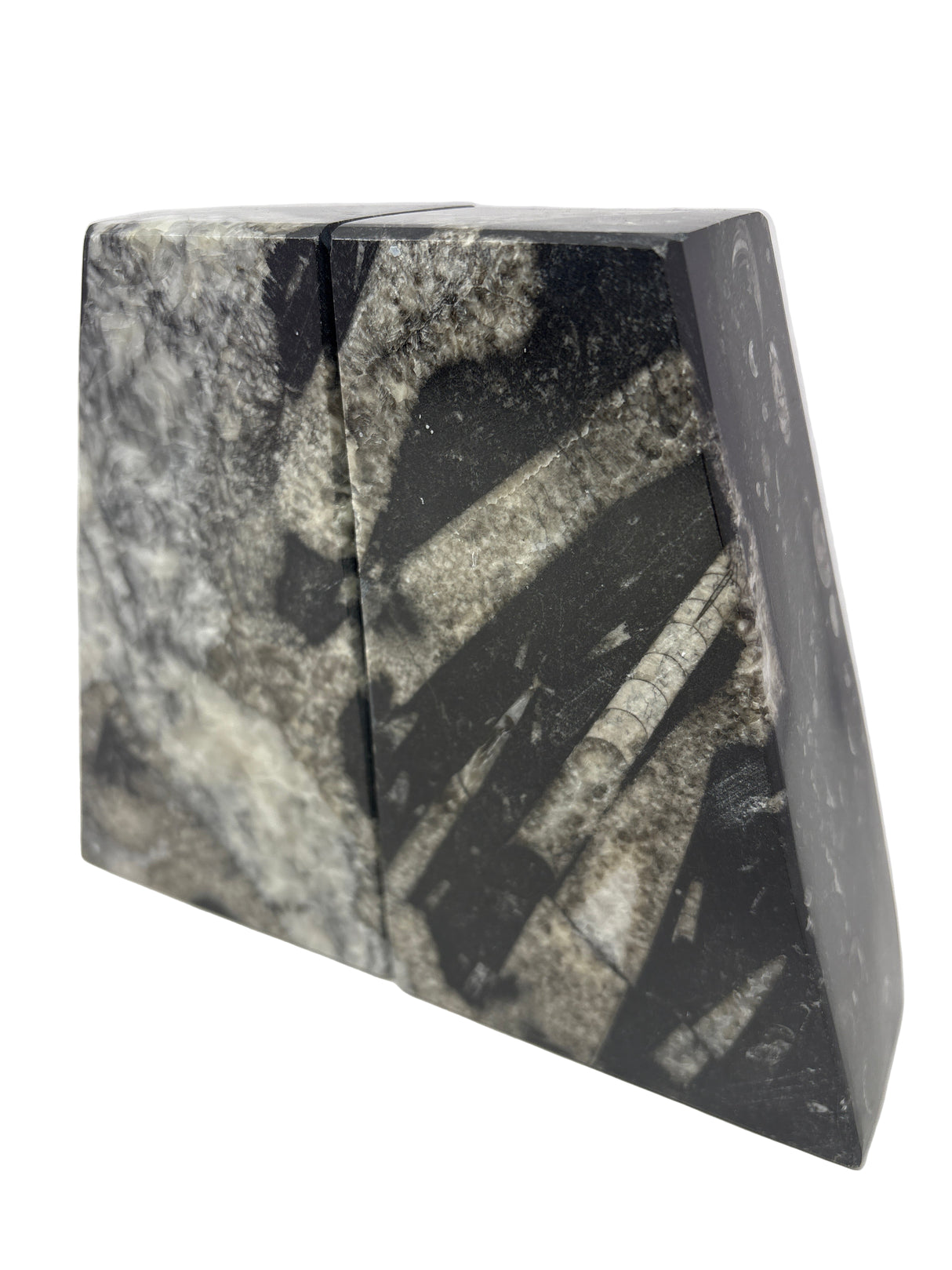 Ammonite and Orthoceras Fossil Bookends in Black Seabed - Trapezoid