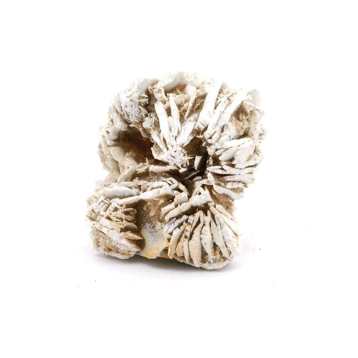 Desert Rose Bulb 1.5" on Lucite Stand