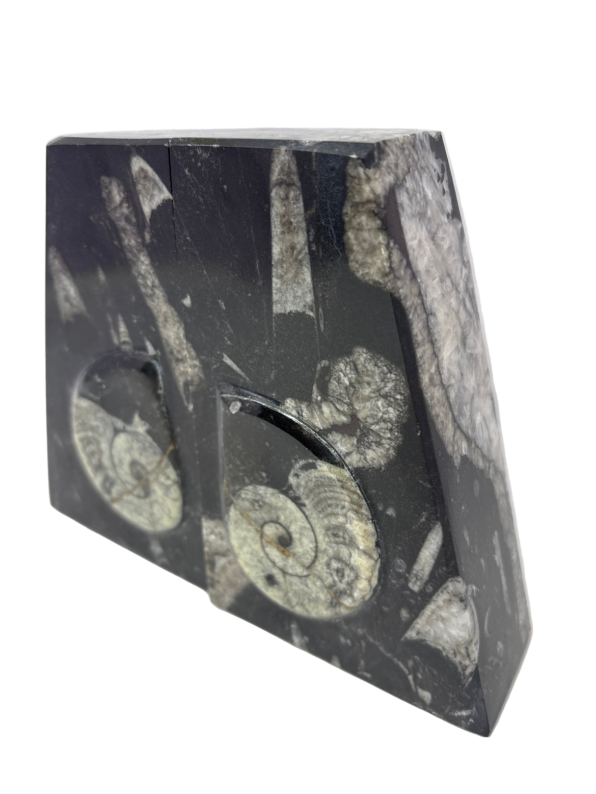 Ammonite and Orthoceras Fossil Bookends in Black Seabed - Trapezoid