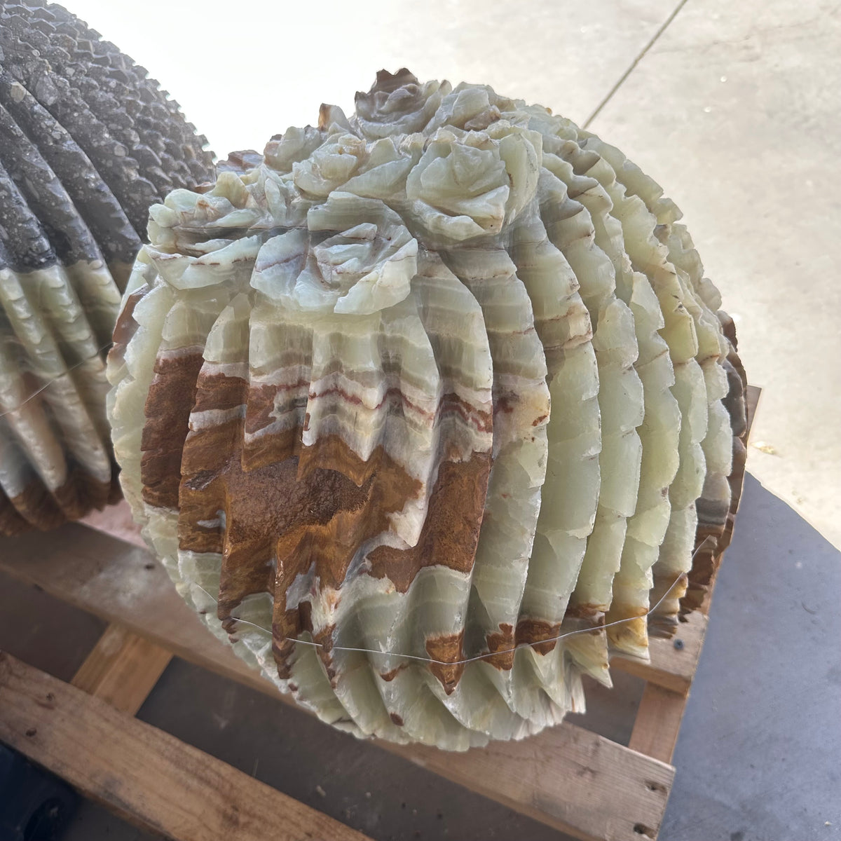 Green Talan barrel cactus sculpture with gray bands, side view showing a wide brown stripe across pale green ribs