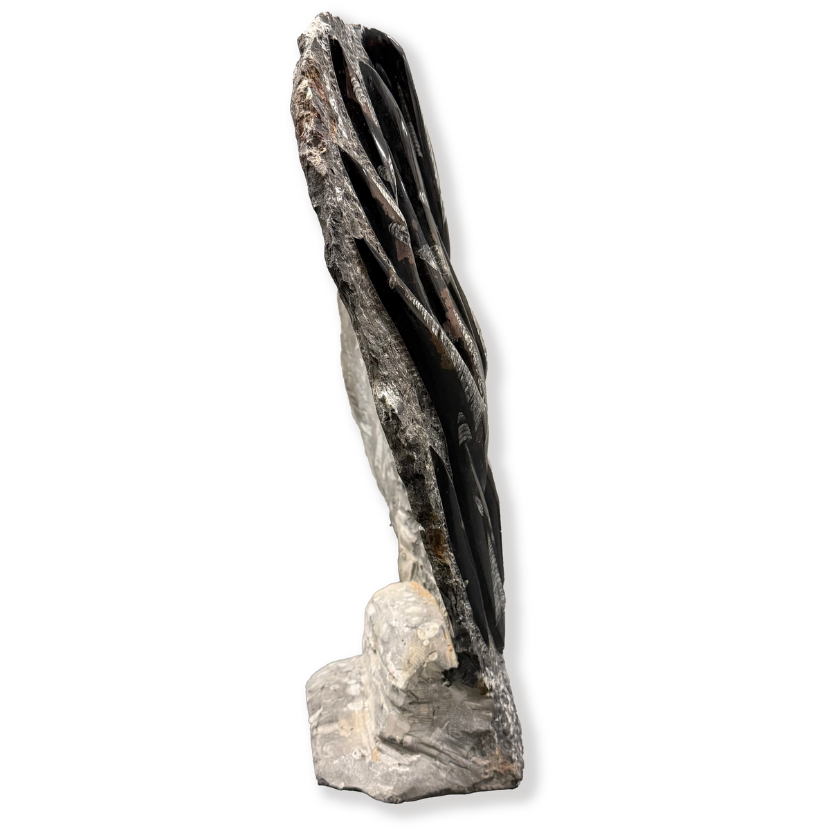 Orthoceras Plaque with Self-Standing Back