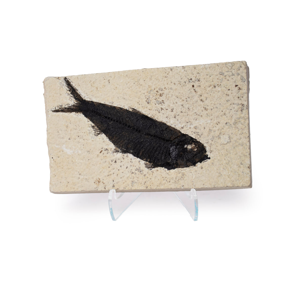 Wyoming Fish Fossil Tile in Limstone - Knightia Genus