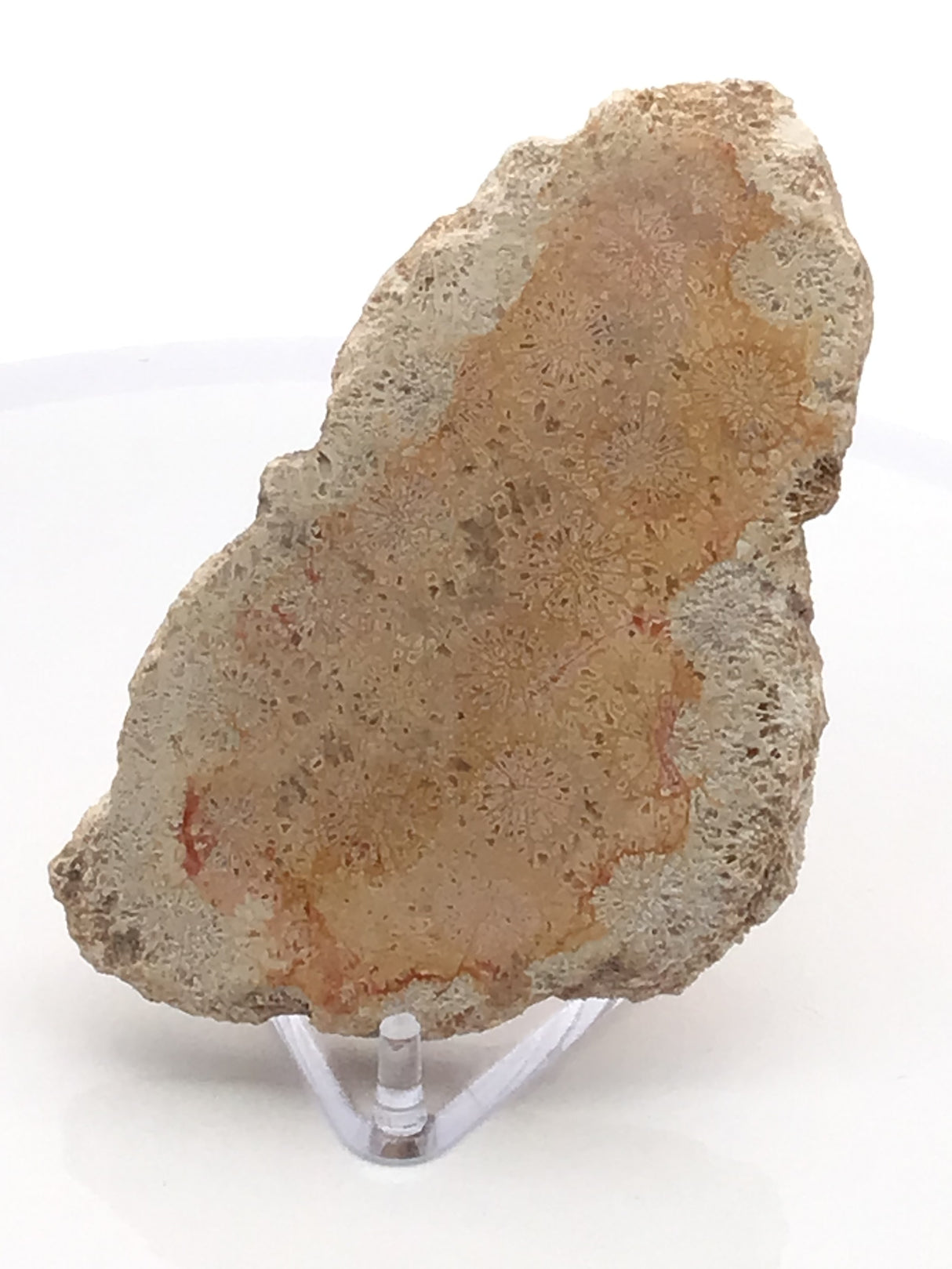 Fossilized Coral Freeform Slice Polished Both Sides (#20)