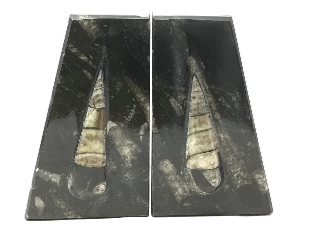 Orthoceras Fossil Bookends in Black Seabed - Trapezoid