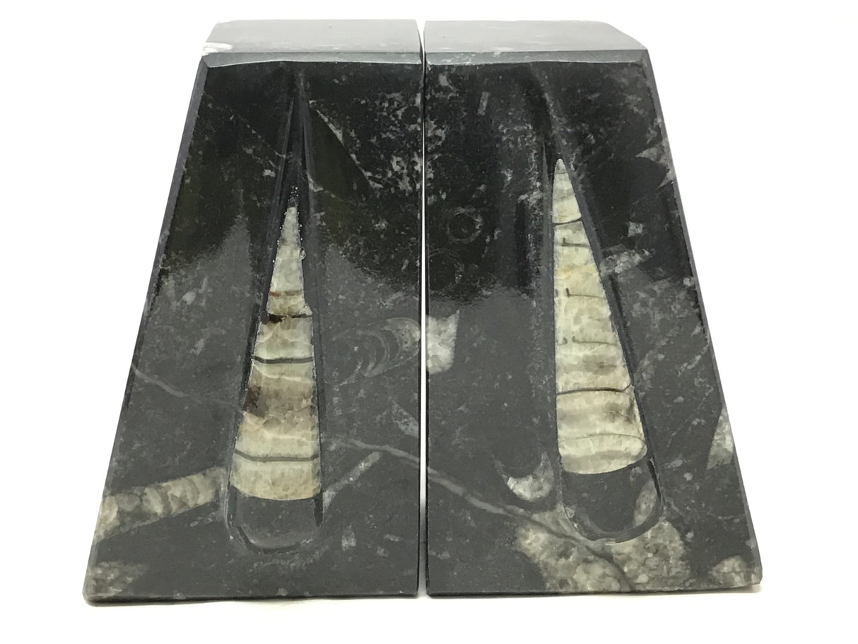 Orthoceras Fossil Bookends in Black Seabed - Trapezoid