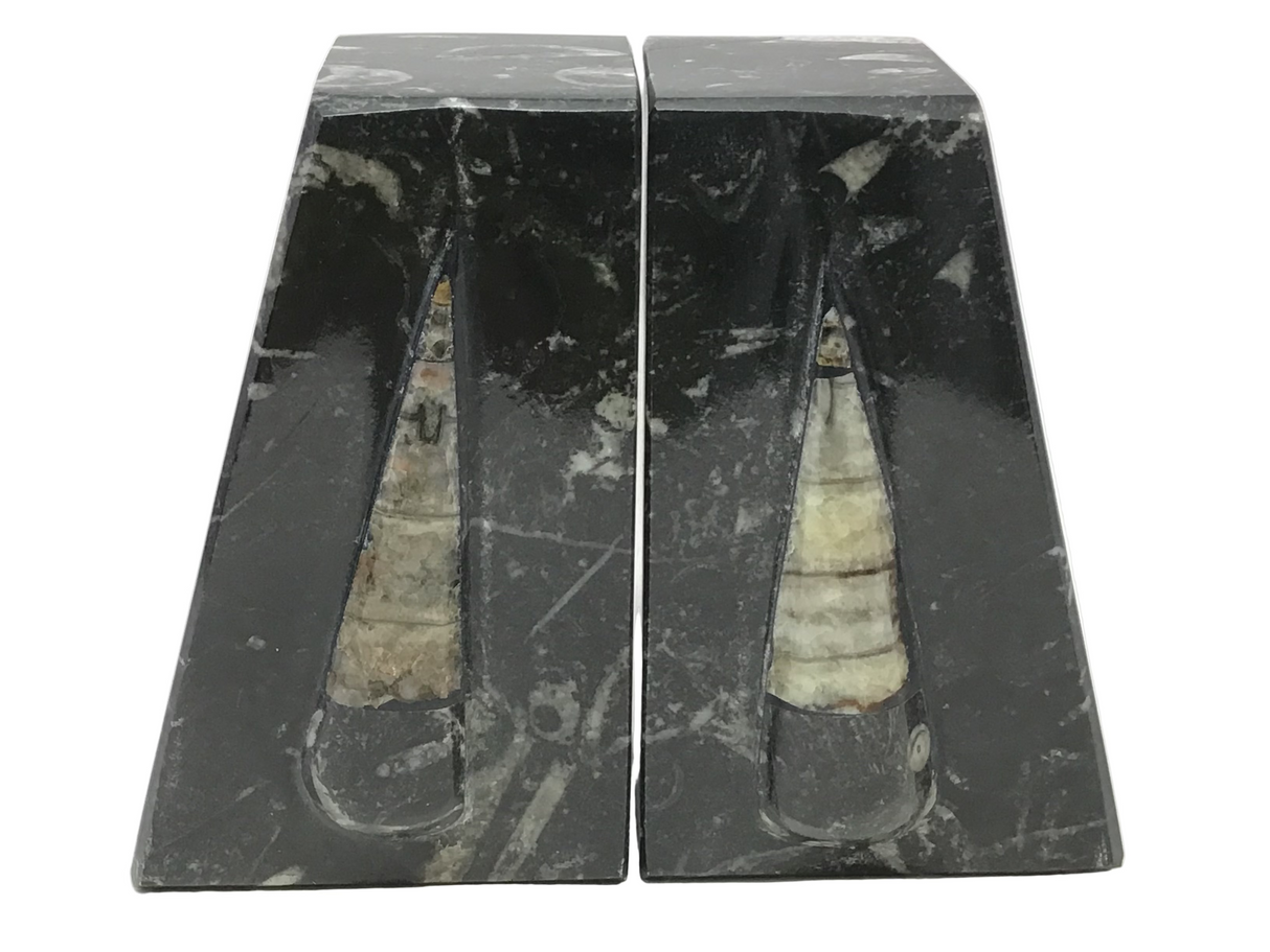 Orthoceras Fossil Bookends in Black Seabed - Trapezoid