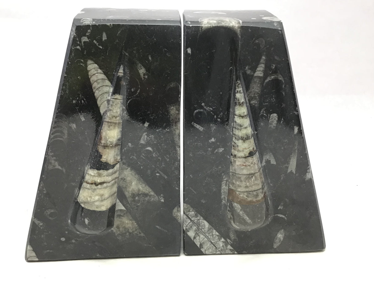 Orthoceras Fossil Bookends in Black Seabed - Trapezoid