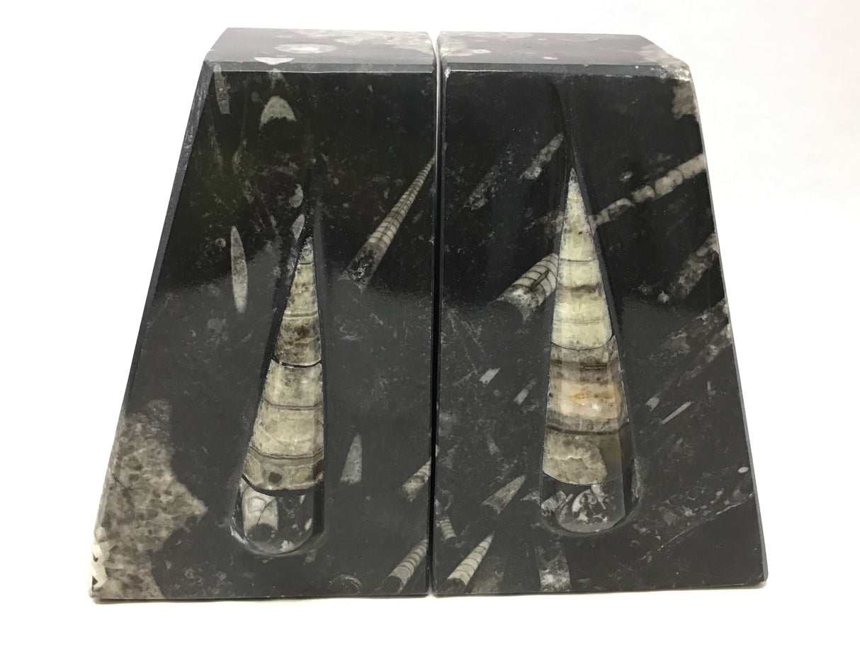 Orthoceras Fossil Bookends in Black Seabed - Trapezoid