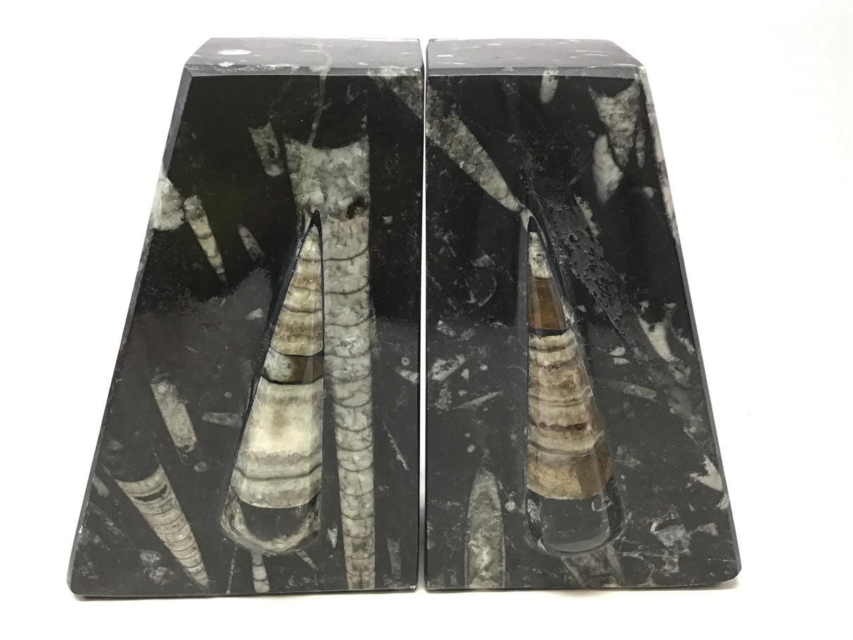 Orthoceras Fossil Bookends in Black Seabed - Trapezoid
