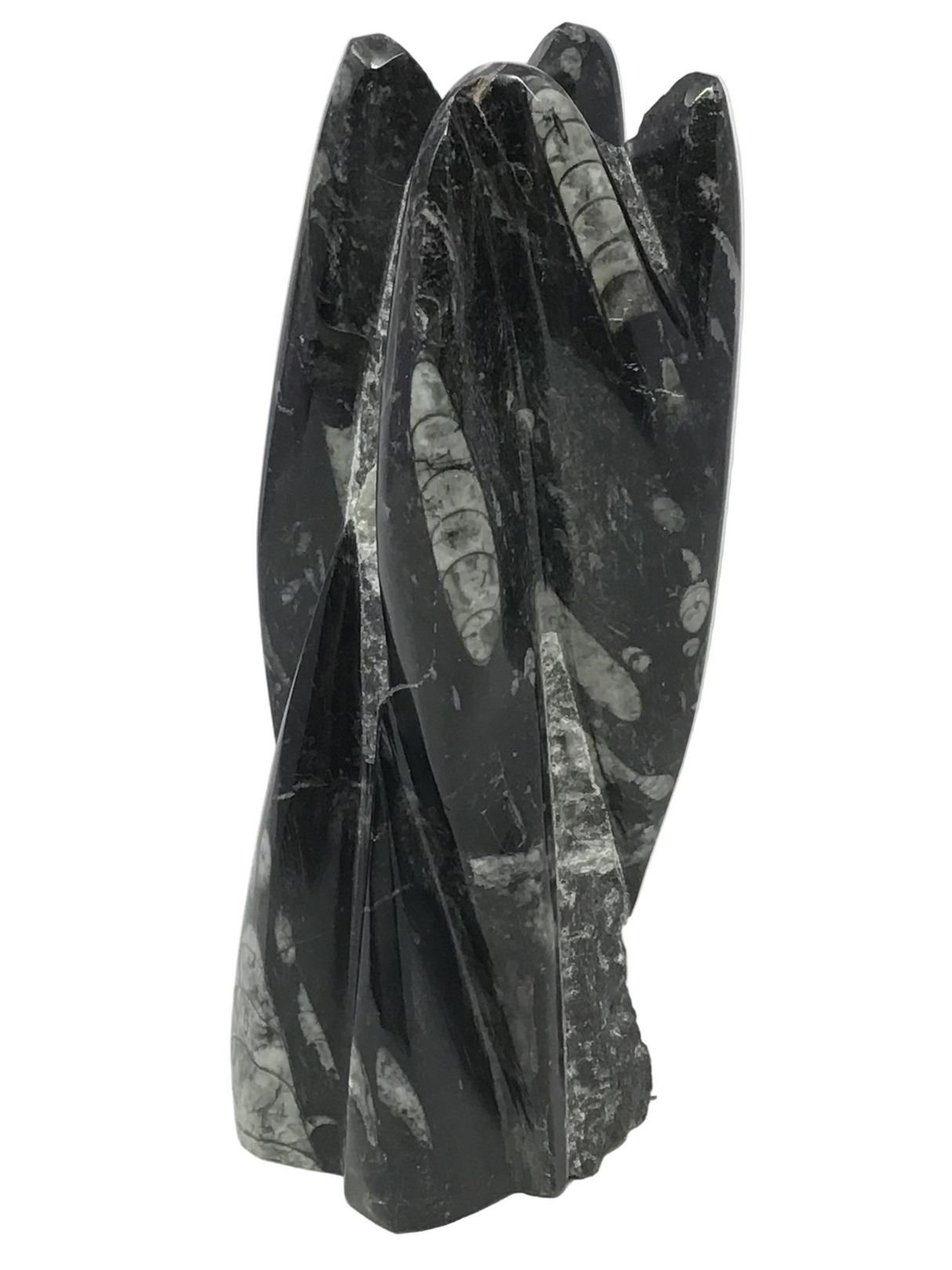 Orthoceras Fossil Sculpture with Self-Standing Base - Small