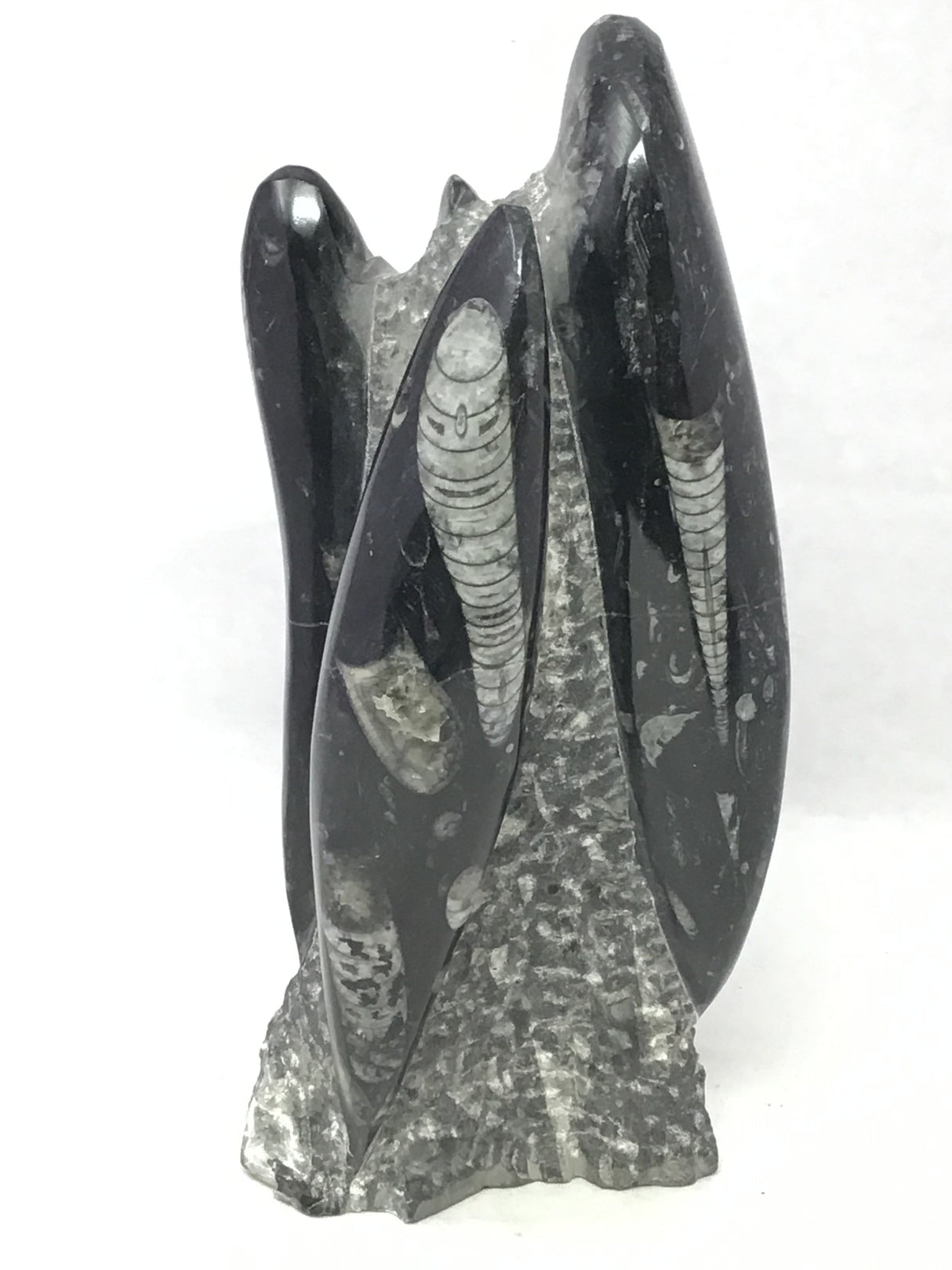 Orthoceras Fossil Sculpture with Self-Standing Base - Small