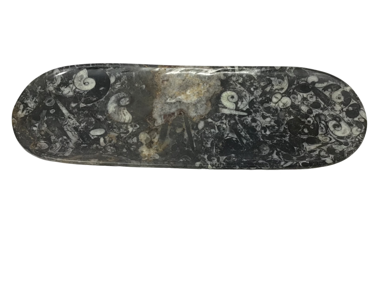 Orthoceras Fossil Long Oval Tray Dish