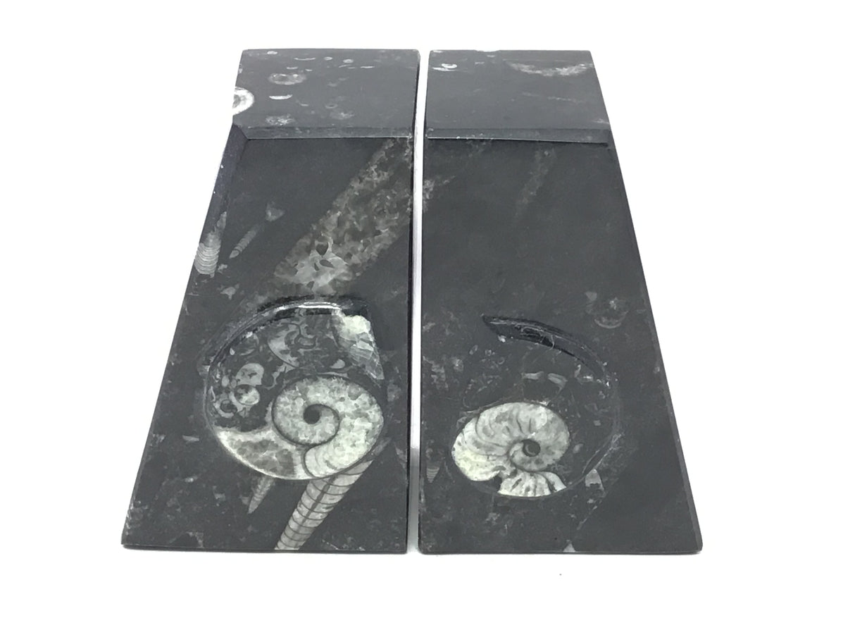 Ammonite and Orthoceras Fossil Bookends in Black Seabed - Trapezoid