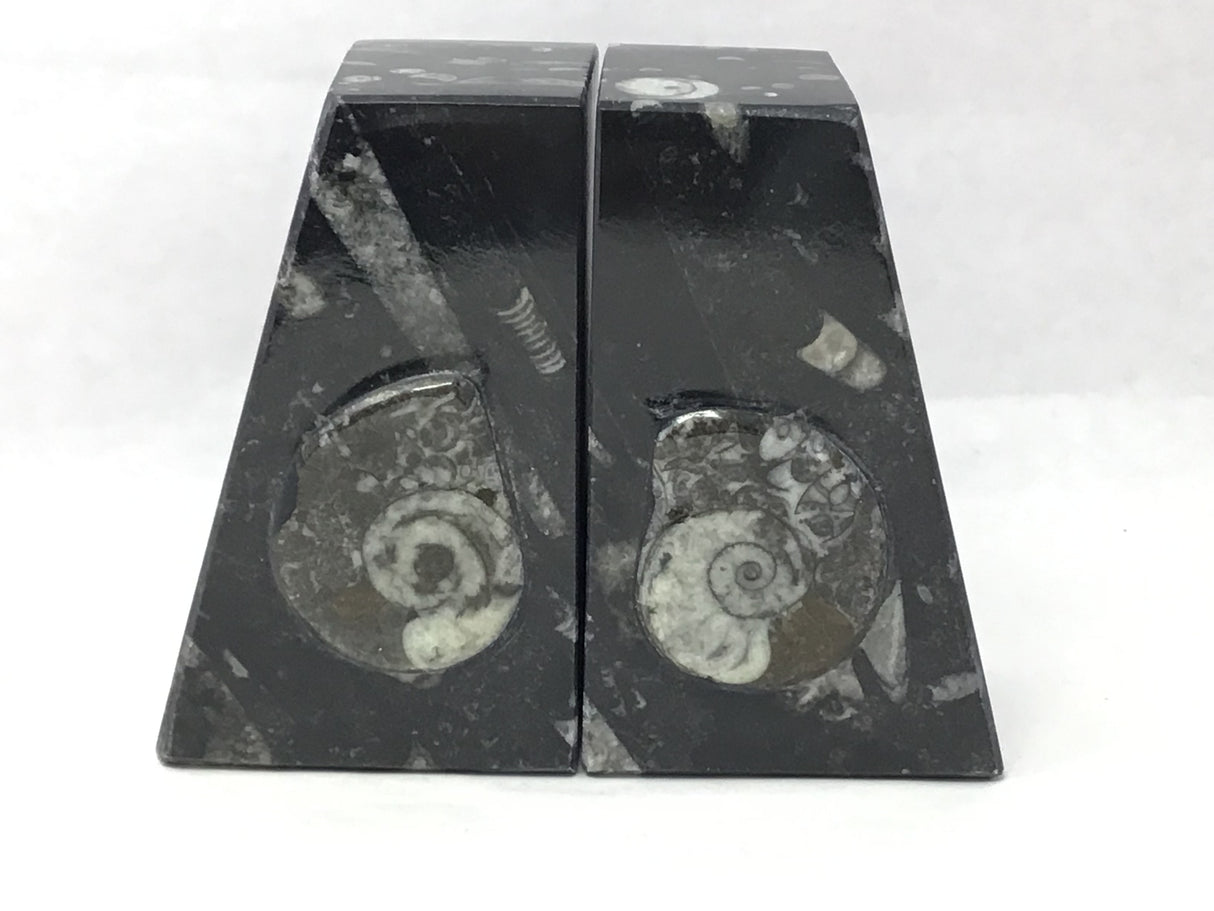Ammonite and Orthoceras Fossil Bookends in Black Seabed - Trapezoid