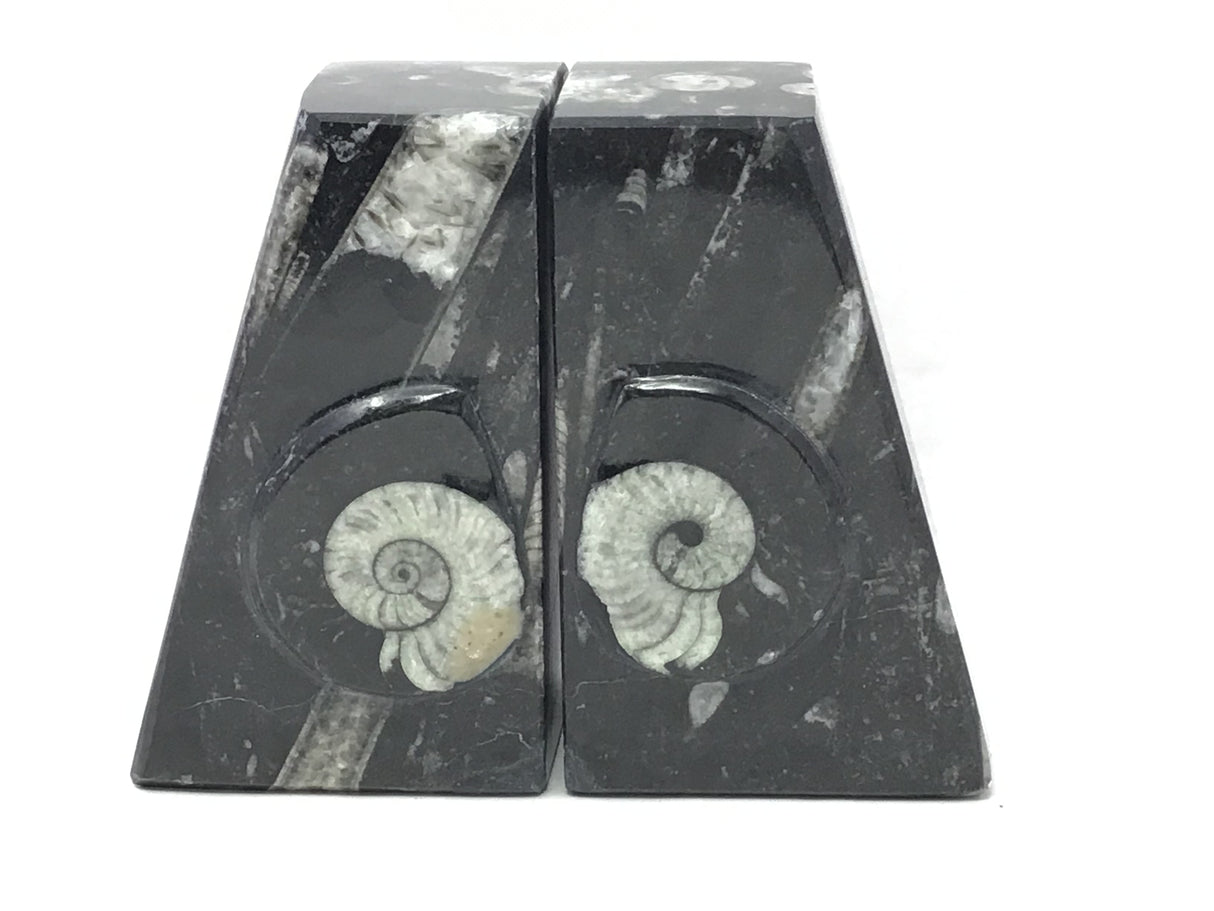 Ammonite and Orthoceras Fossil Bookends in Black Seabed - Trapezoid