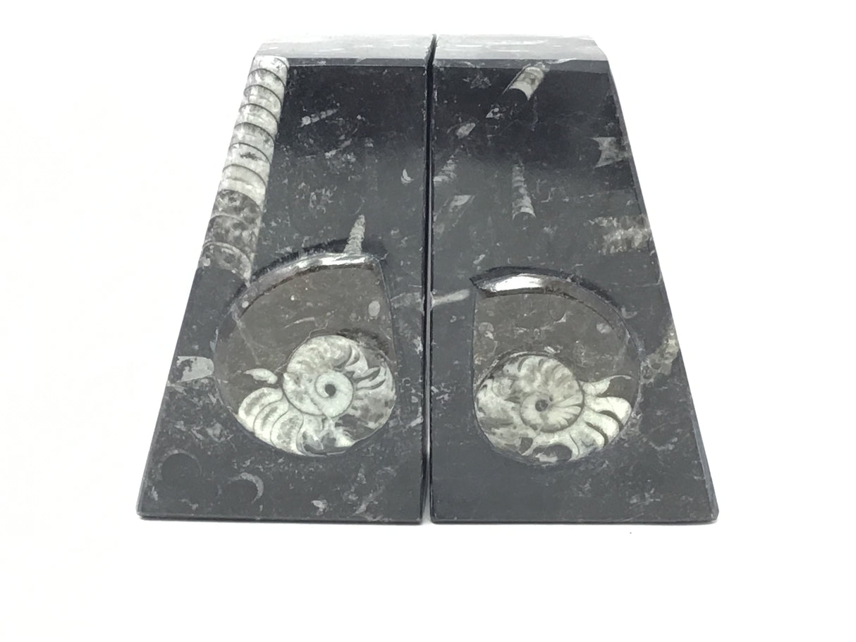 Ammonite and Orthoceras Fossil Bookends in Black Seabed - Trapezoid