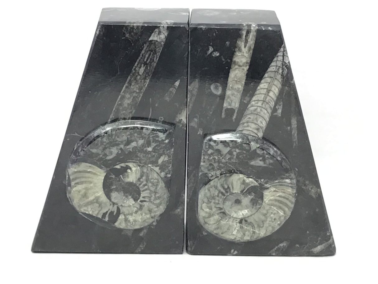 Ammonite and Orthoceras Fossil Bookends in Black Seabed - Trapezoid