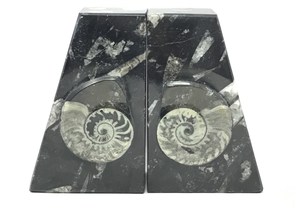 Ammonite and Orthoceras Fossil Bookends in Black Seabed - Trapezoid