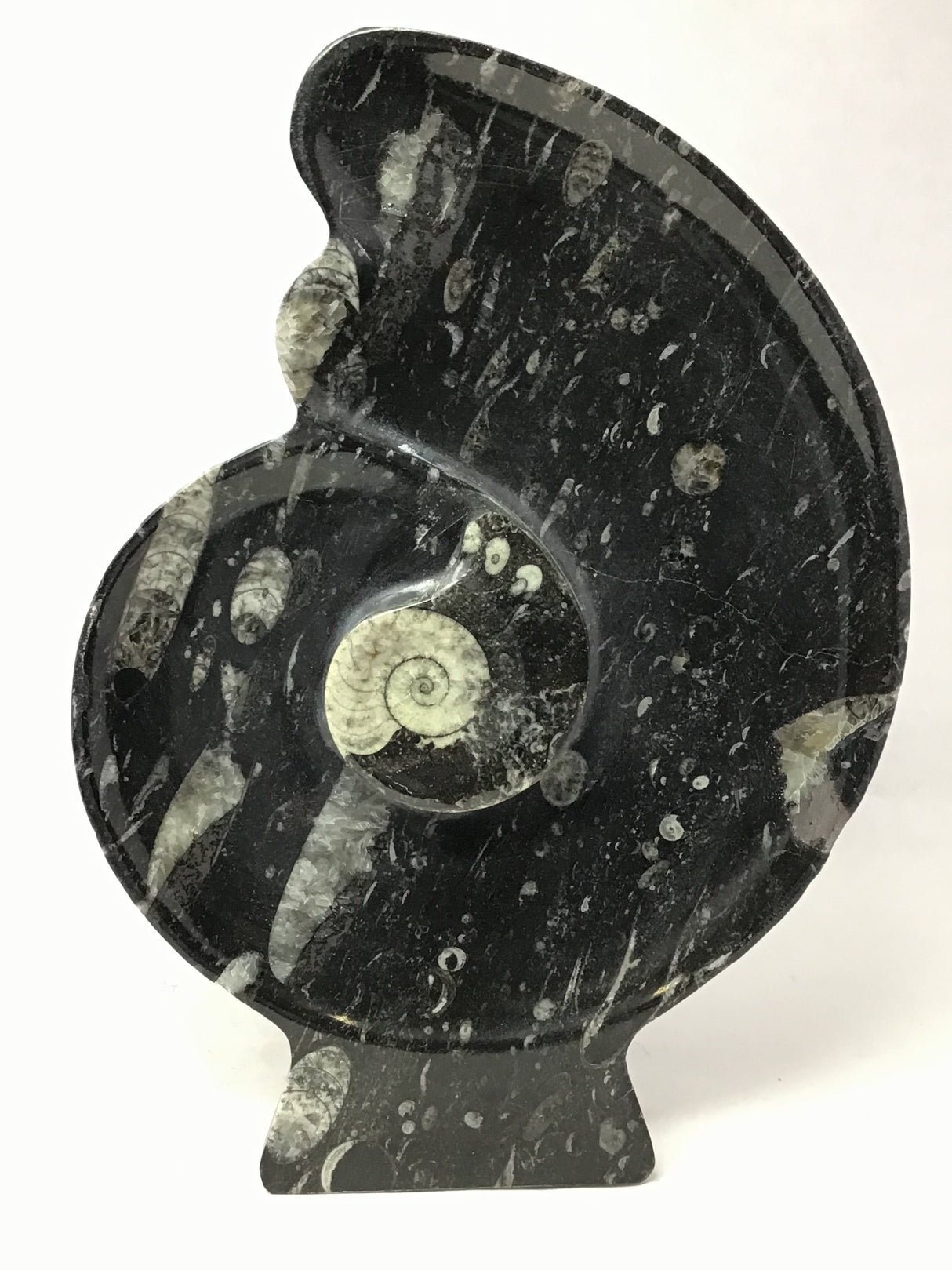Ammonite and Orthoceras Sculpture with Ammonite Shape on Base in Black Seabed
