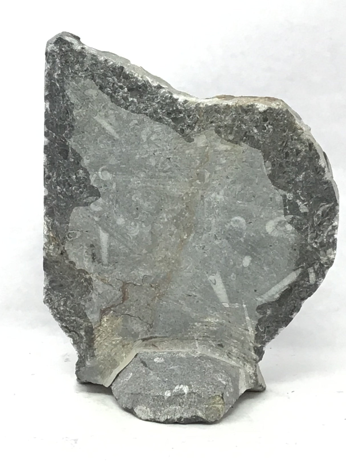 Ammonite and Orthoceras Fossil Plaque with Brown Seabed Base from Morocco - Small