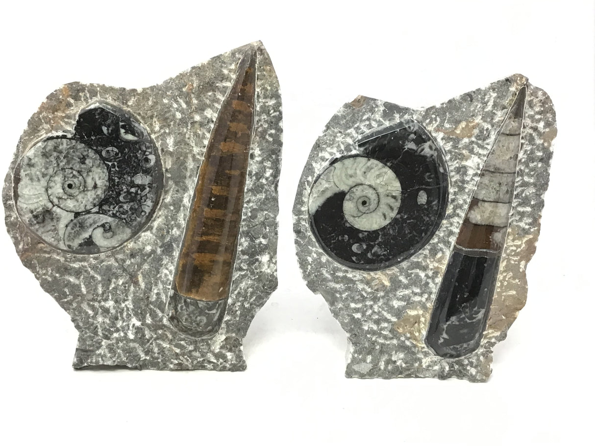 Ammonite and Orthoceras Fossil Plaque with Brown Seabed Base from Morocco - Small