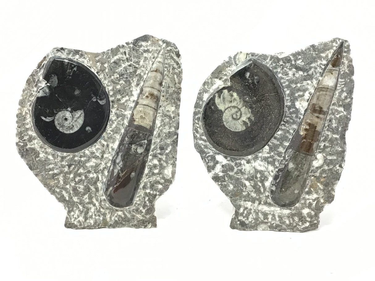 Ammonite and Orthoceras Fossil Plaque with Brown Seabed Base from Morocco - Small