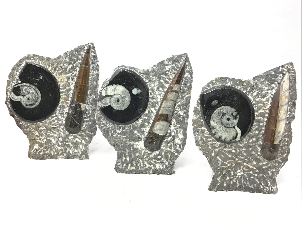 Ammonite and Orthoceras Fossil Plaque with Brown Seabed Base from Morocco - Small