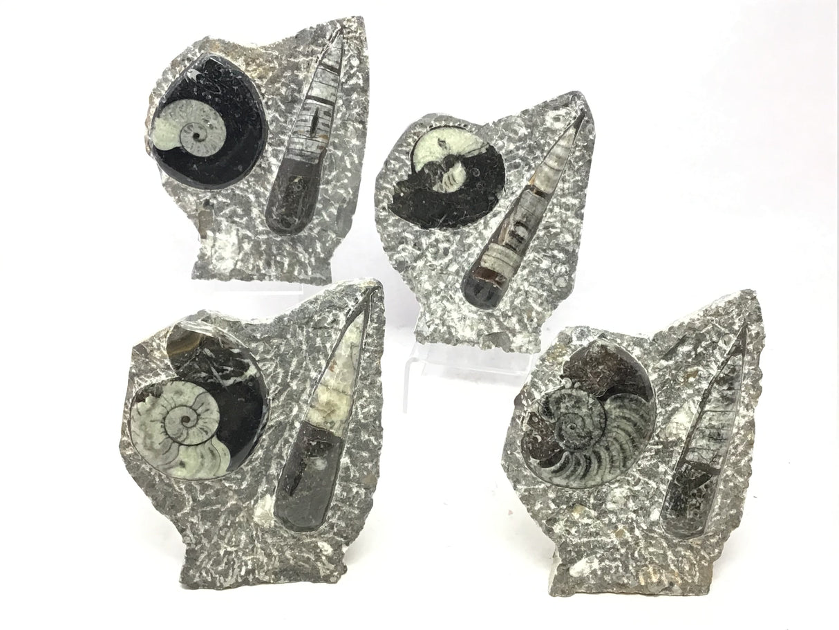 Ammonite and Orthoceras Fossil Plaque with Brown Seabed Base from Morocco - Small