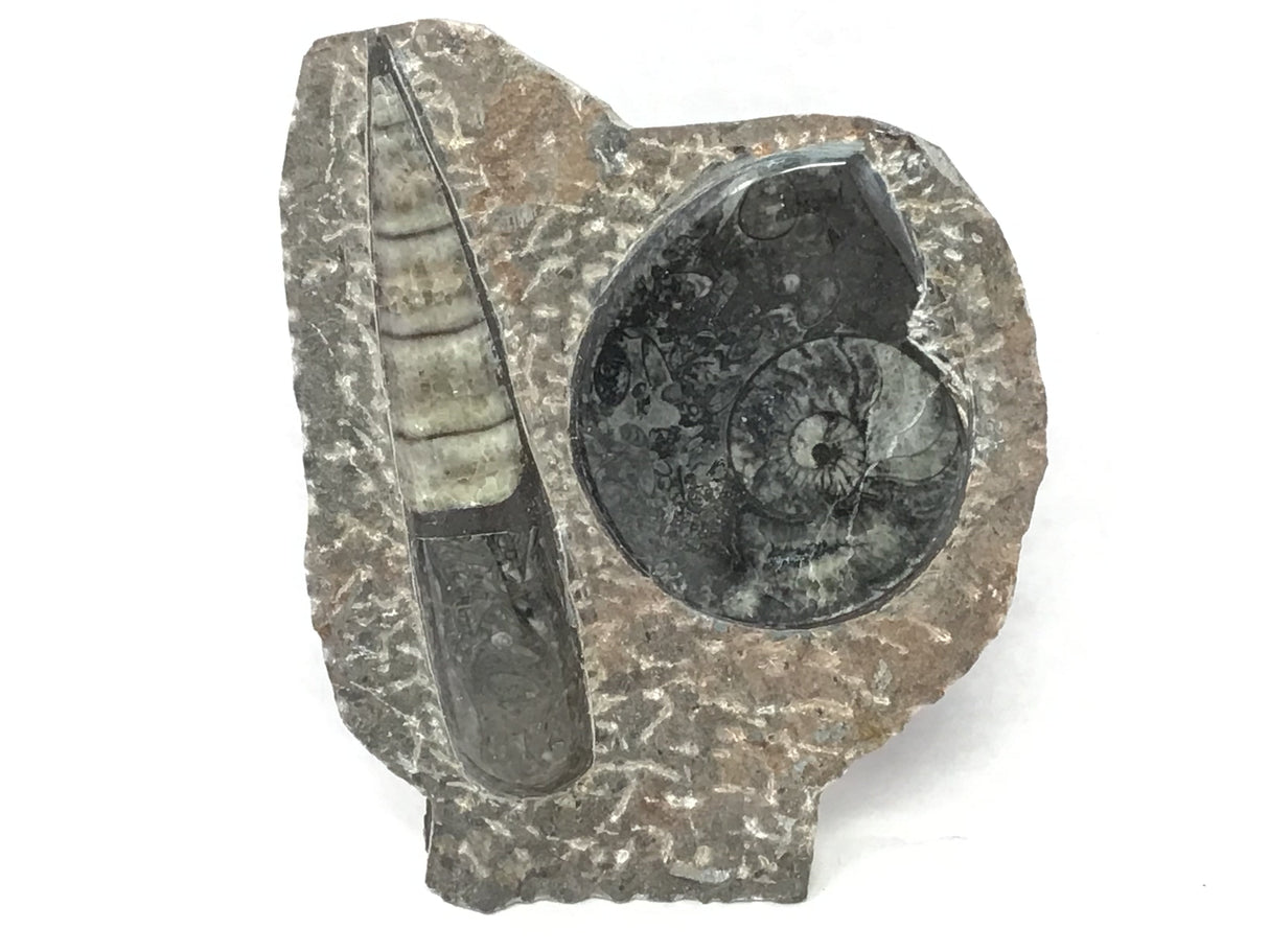 Orthoceras and Ammonite Fossil Plaque with Base from Morocco - Small