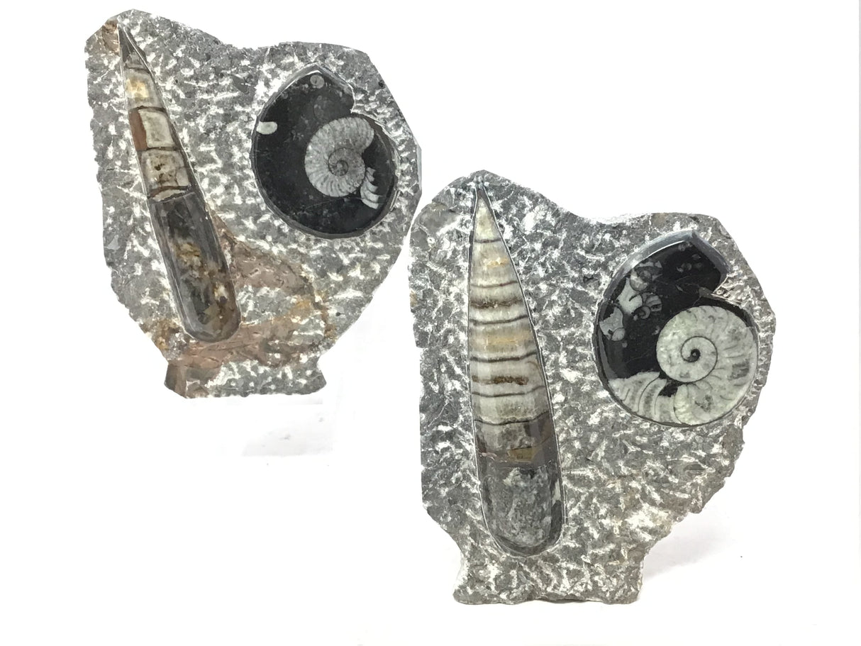 Orthoceras and Ammonite Fossil Plaque with Base from Morocco - Small