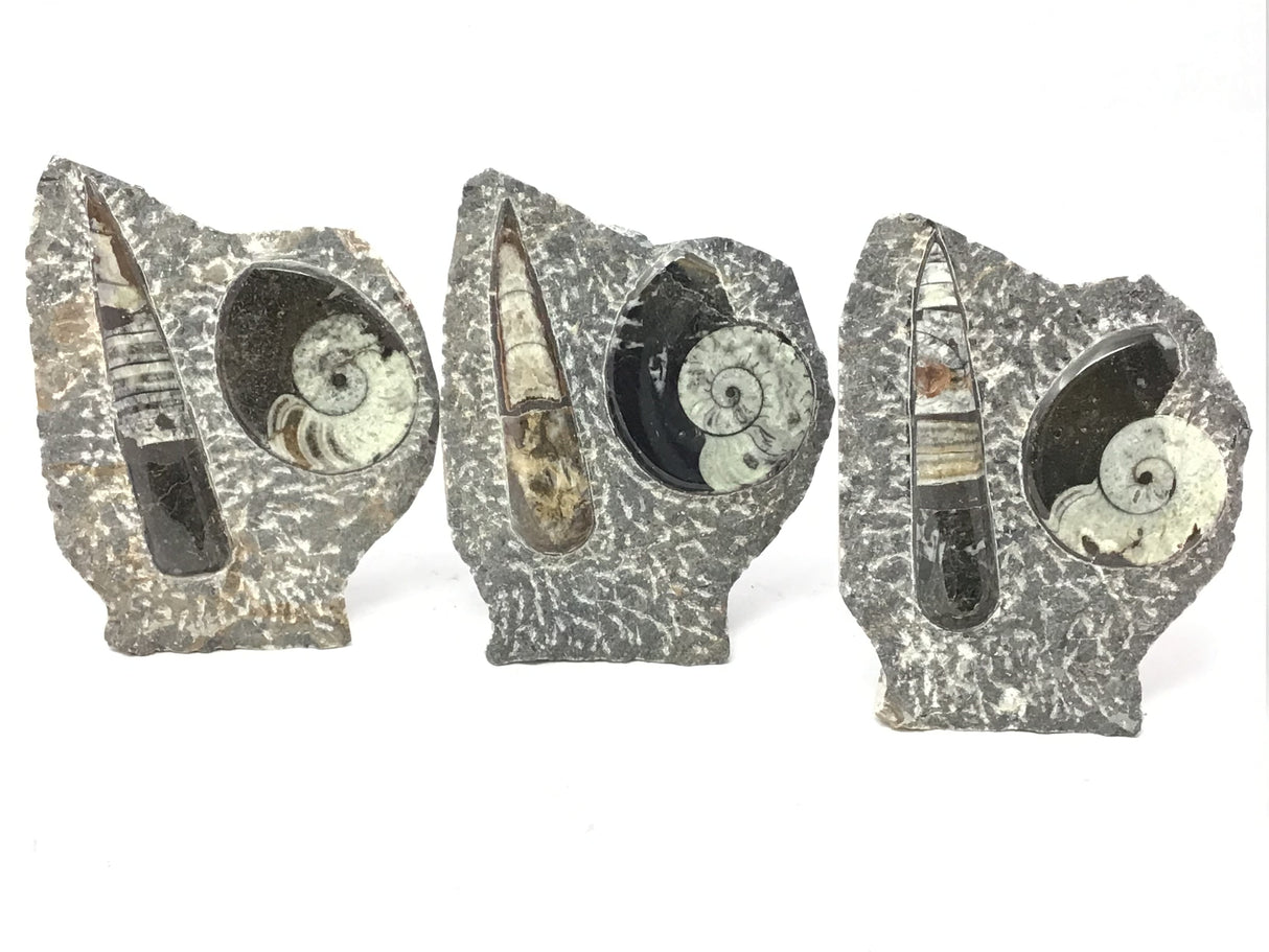 Orthoceras and Ammonite Fossil Plaque with Base from Morocco - Small