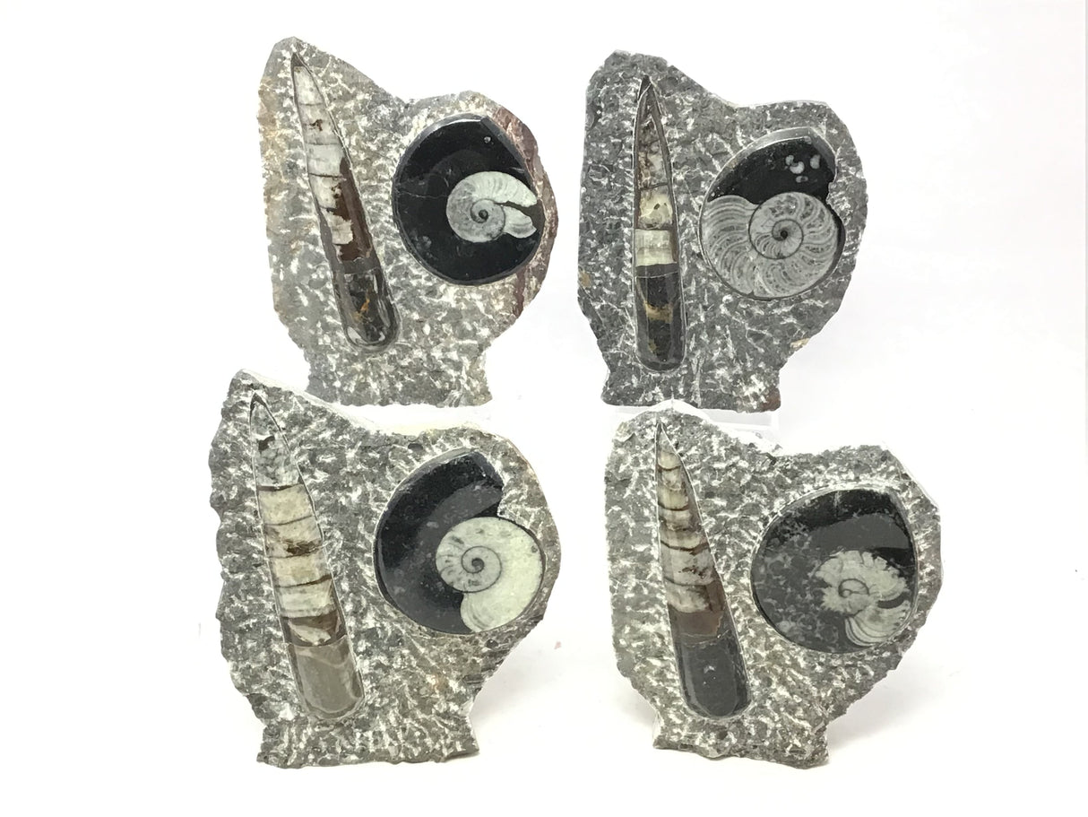 Orthoceras and Ammonite Fossil Plaque with Base from Morocco - Small