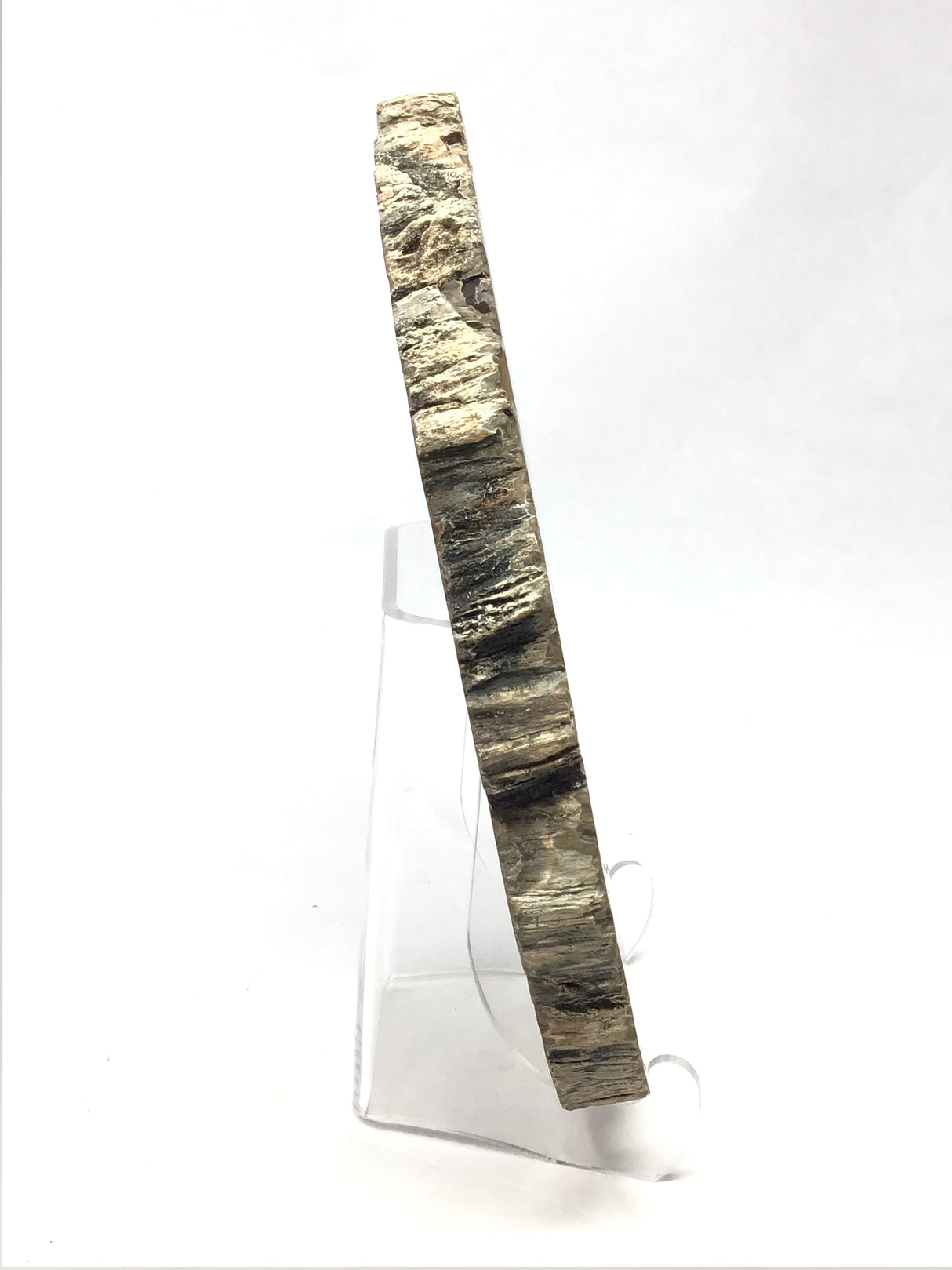 Madagascar Petrified Wood Slice with Natural Bark Edge - Medium on Lucite Easel