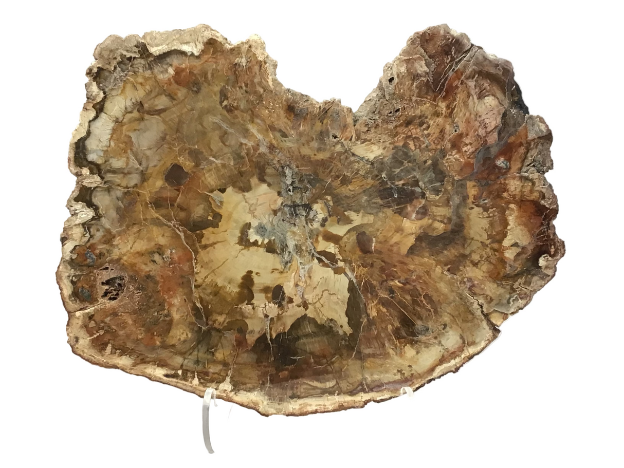 Madagascar Petrified Wood Slice with Natural Bark Edge - Medium on Lucite Easel