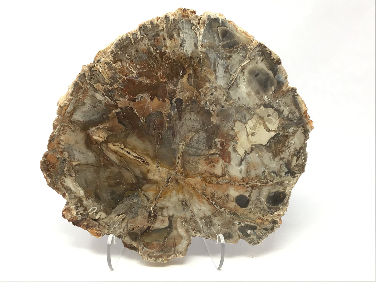 Madagascar Petrified Wood Slice with Natural Bark Edge - Medium on Lucite Easel