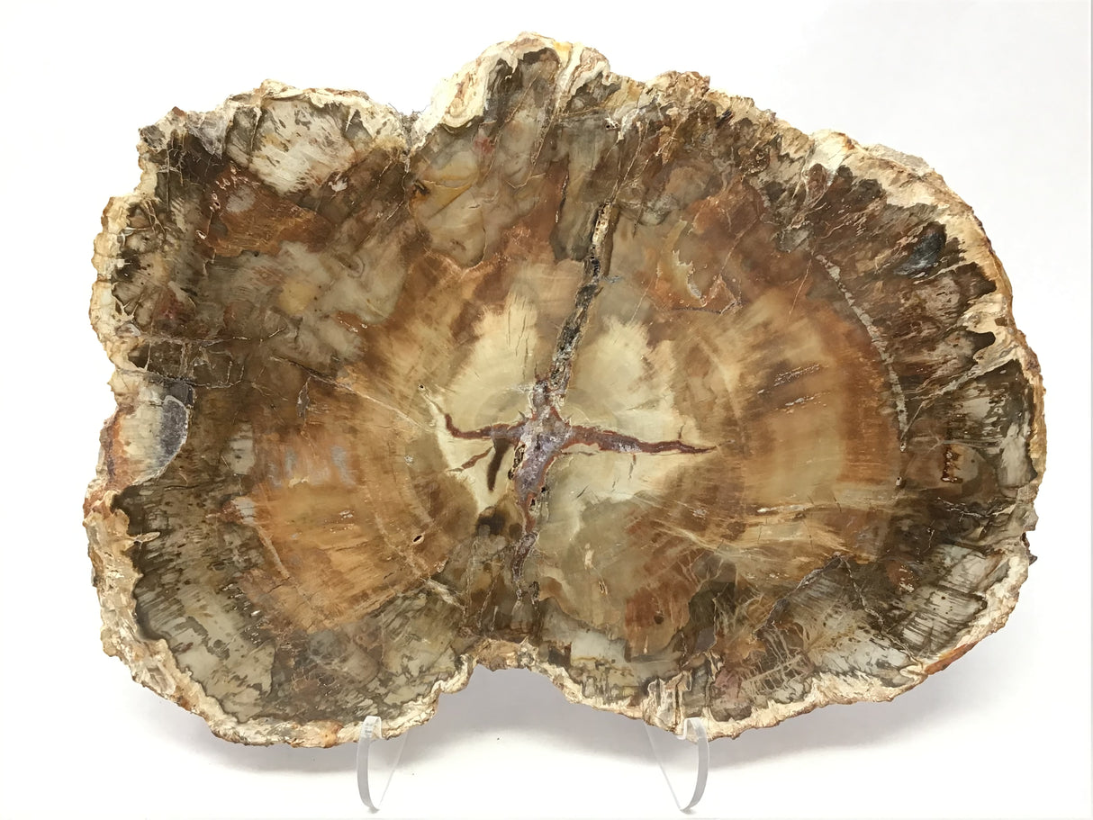Madagascar Petrified Wood Slice with Natural Bark Edge - Medium on Lucite Easel