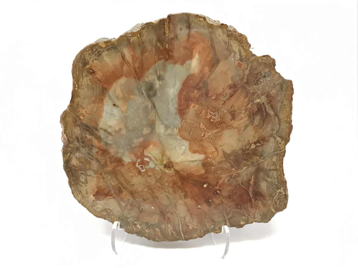 Madagascar Petrified Wood Slice with Natural Bark Edge - Medium on Lucite Easel