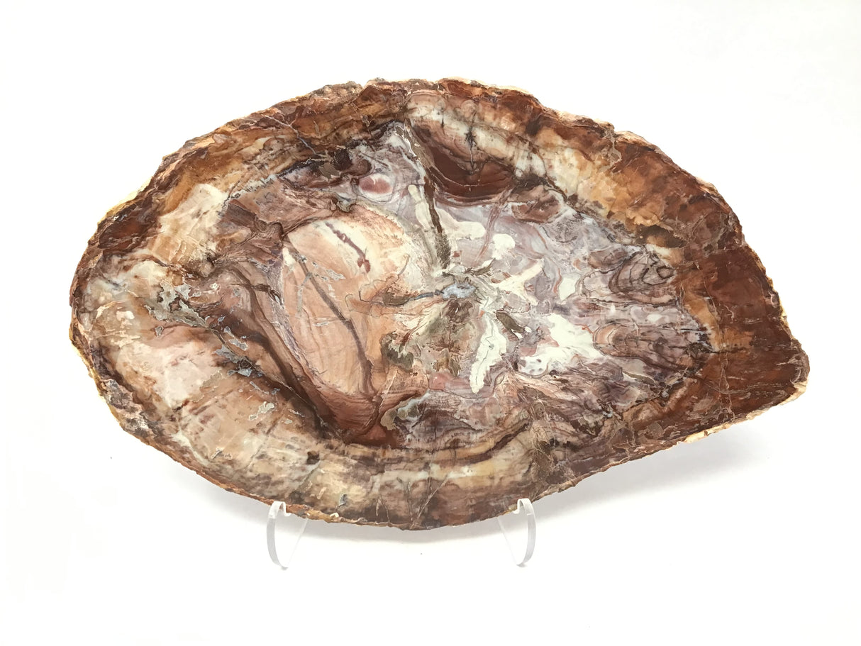 Madagascar Petrified Wood Slice with Natural Bark Edge - Medium on Lucite Easel