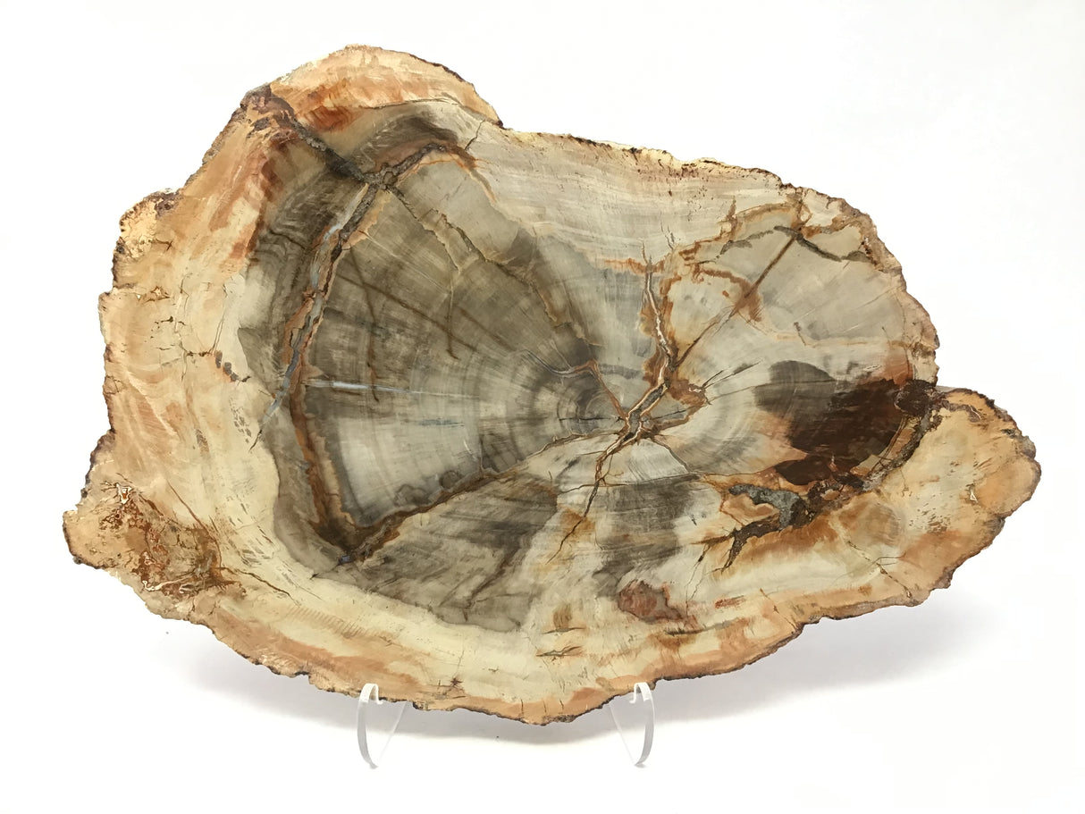 Madagascar Petrified Wood Slice with Natural Bark Edge - Medium on Lucite Easel